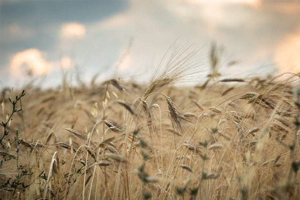 Céréales naturelles céréales naturelles
