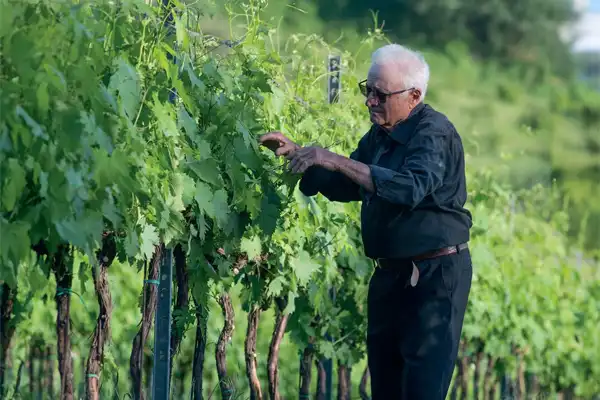Vins-biologiques vins biologiques