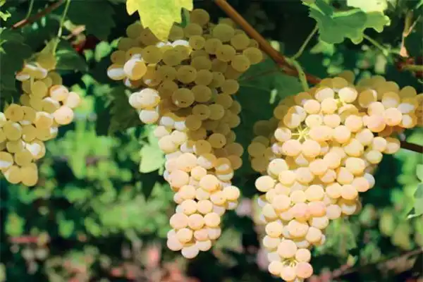 Vins-blancs vins blancs