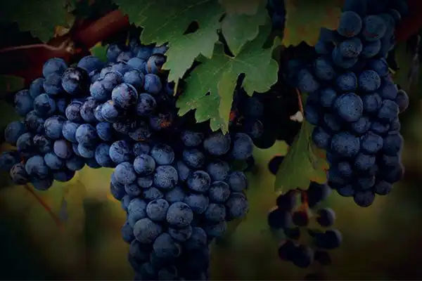 Vins-rouges vins rouges