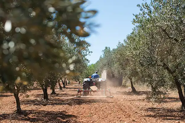 Agriculture-responsable (1) Variétés d'olives locales