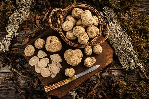 Truffes-blanches-d'exception Truffes blanches d'exception
