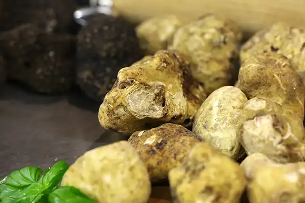 Truffes-blanches Truffes-blanches