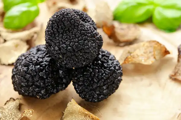 Truffes-noires-été Truffes-noires-ete