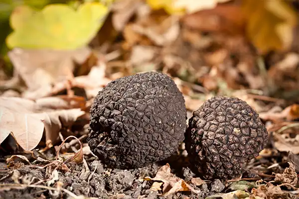 Truffes-noires Truffes-noires