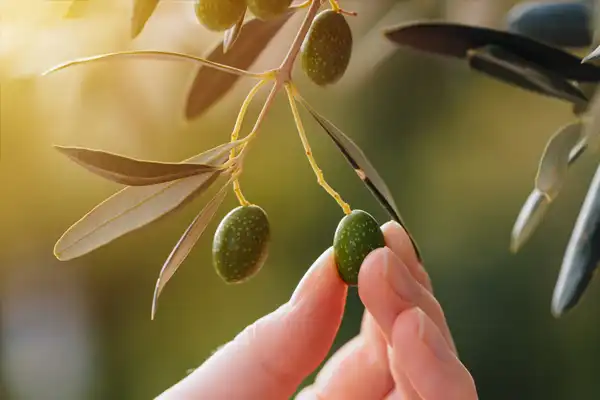 Variétés-d'olives-locales-2 Variétés d'olives locales